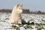 SIBERIAN HUSKY 232